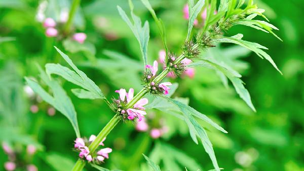 柿子虽好吃，也要留意这5点！